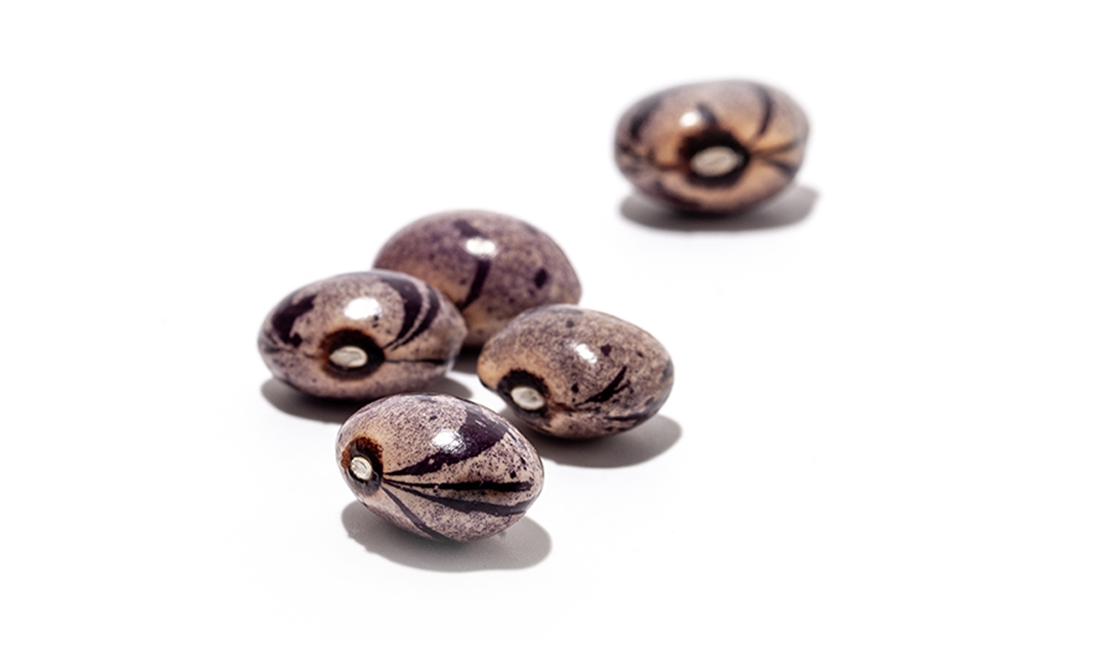 Heirloom Seeds and Squashes