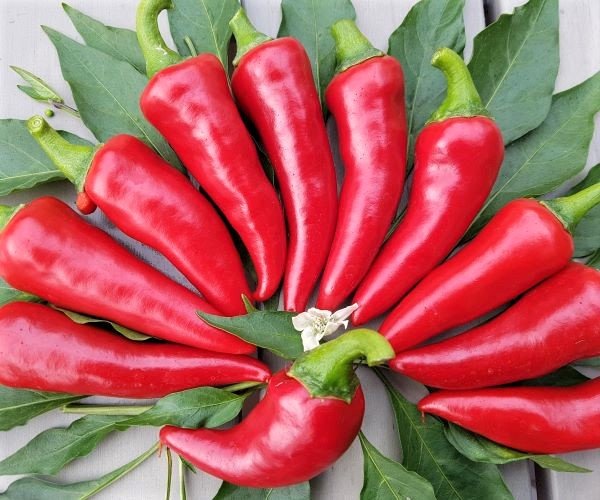 Chili Šipak Ljuti