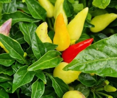 Chili Zwergenmütze
