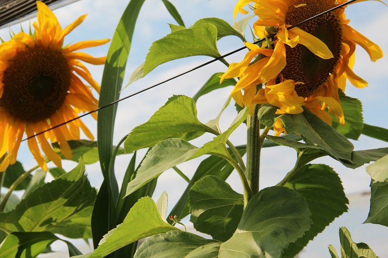 Mongolian Giant Sonnenblume
