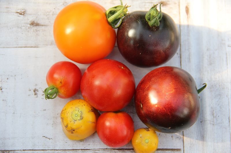 Bunte Tomatenvielfalt