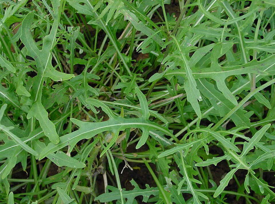 Mehrjähriger Rucola